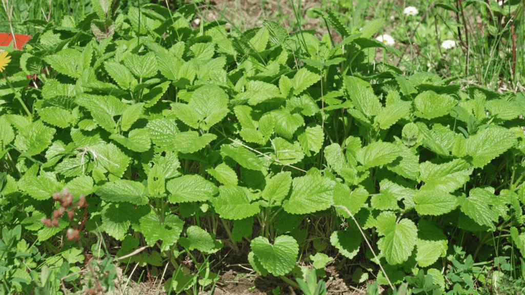 Lemon Balm