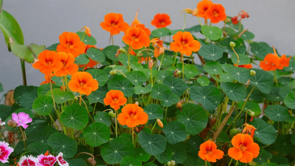 Nasturtium