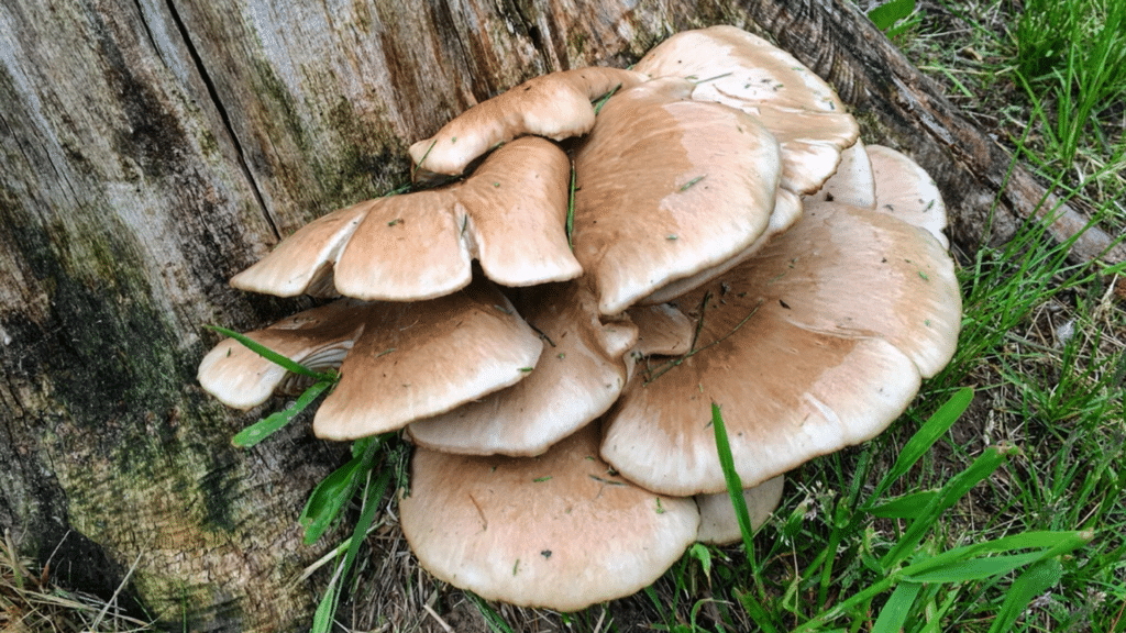 Oyster Mushrooms