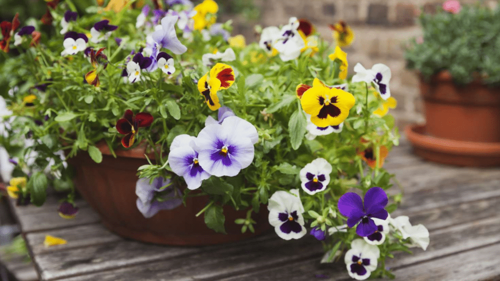 Pansy