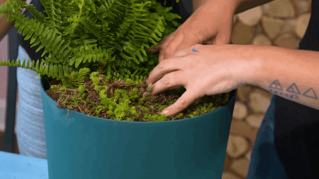 Step 5 Plant the Garden Base