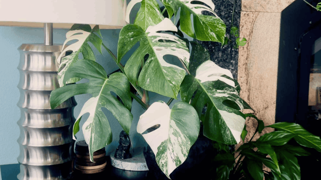 Understanding Monstera Deliciosa