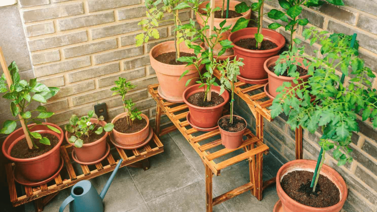 How to Start an Indoor Vegetable Garden as A Beginner? - Opple House