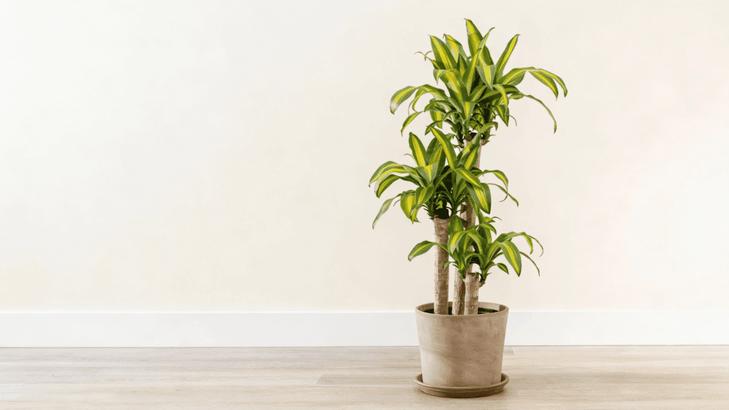 basic requirements of corn plant care indoor