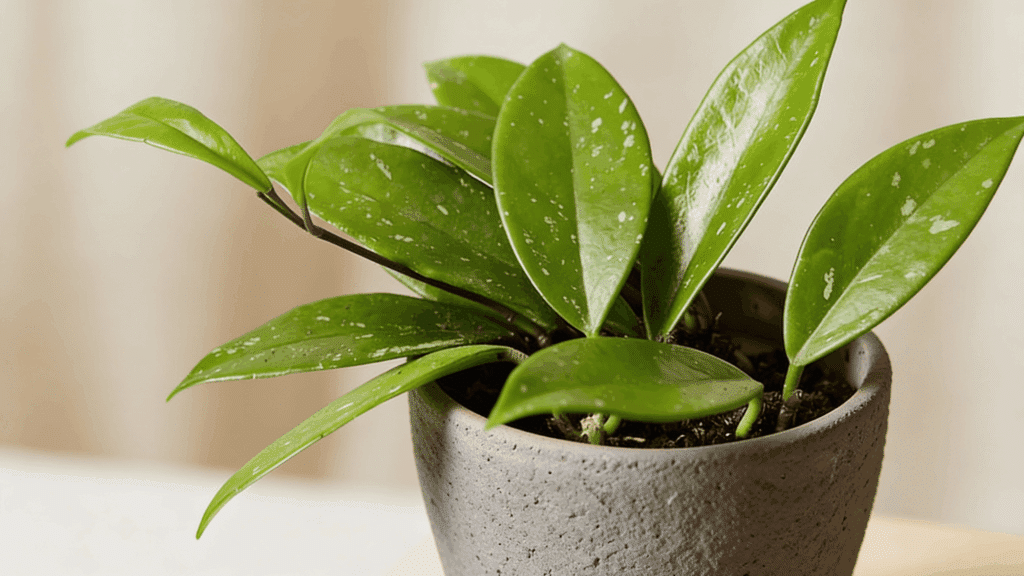 best hoya carnosa care tips for healthy growth