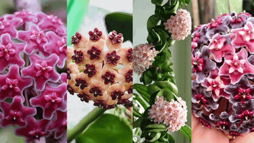 different types of hoya plants you can grow indoors