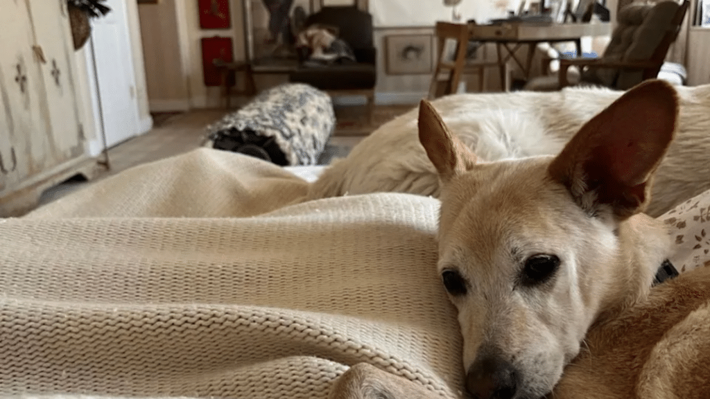 drew barrymore the bedroom