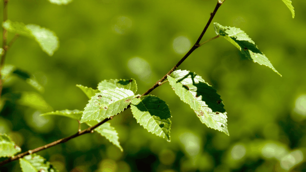 elm trees and dutch elm disease