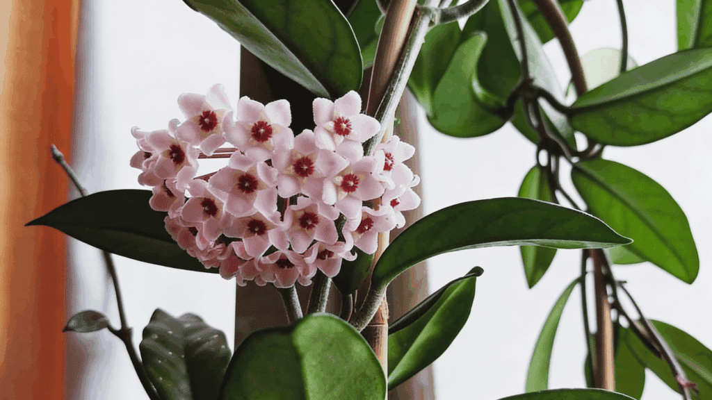 how to get a wax plant to bloom