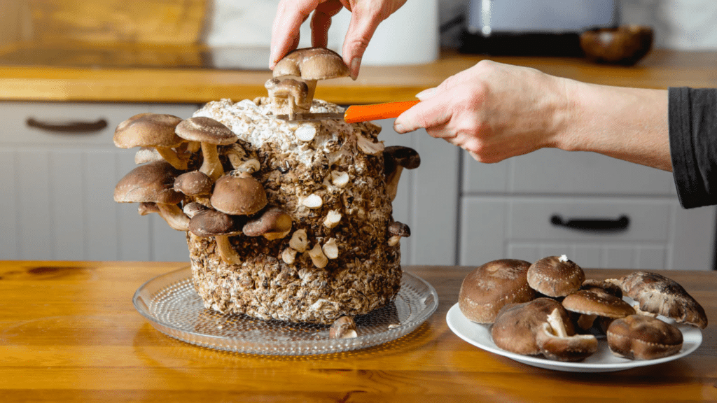 how to grow mushrooms