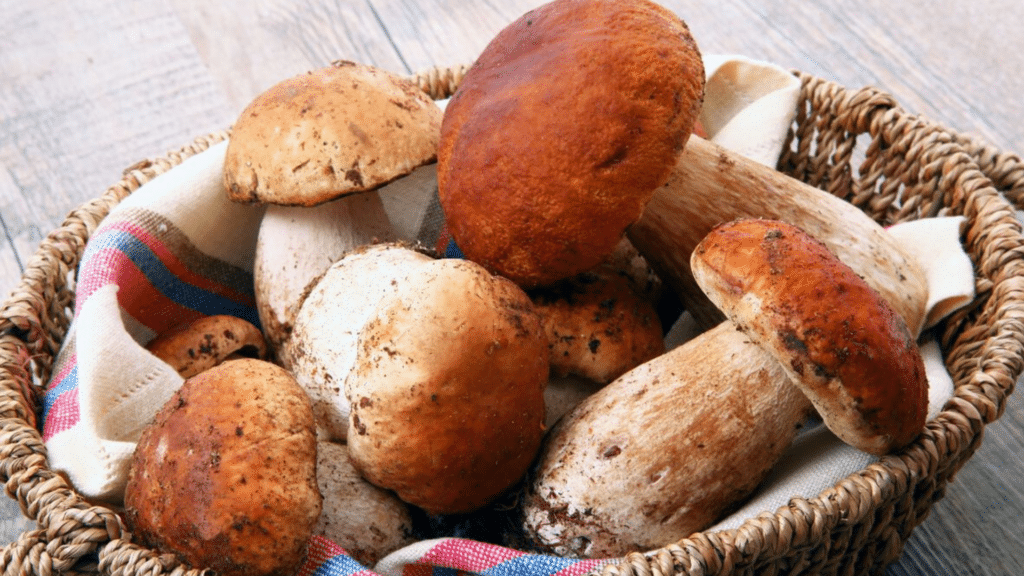 how to grow mushrooms.