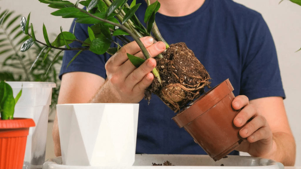 how to pot and repot a zz plant
