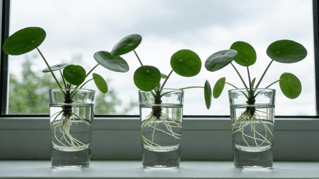 how to propagate chinese money plant babies