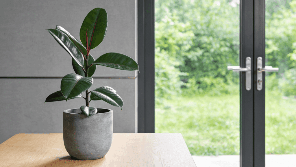 how to prune a rubber plant to encourage bushy growth