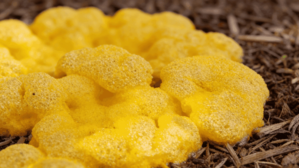 is yellow fungus on mulch dangerous