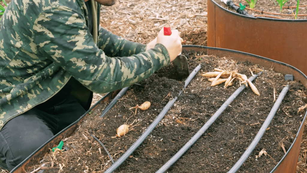 plant a single tuber