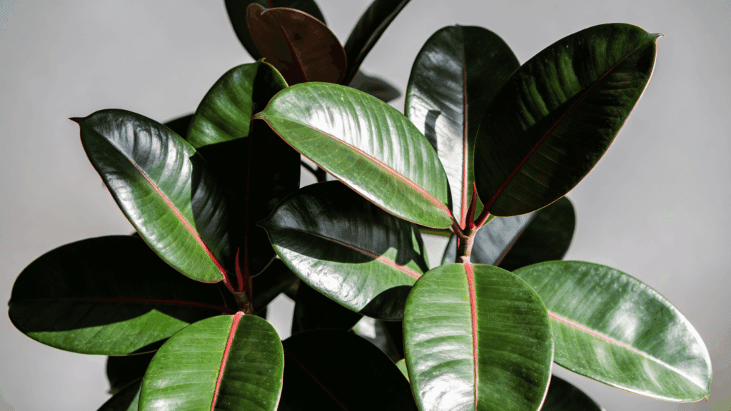 How to Take Care of a Rubber Fig Plant Indoors rubber fig care