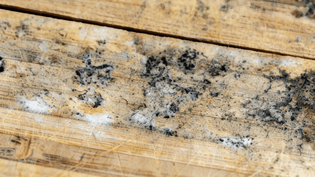 signs of mold on wood furniture