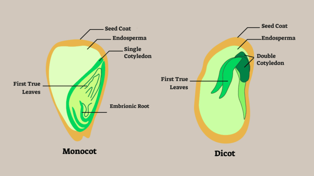 structural differences between monocots and dicots