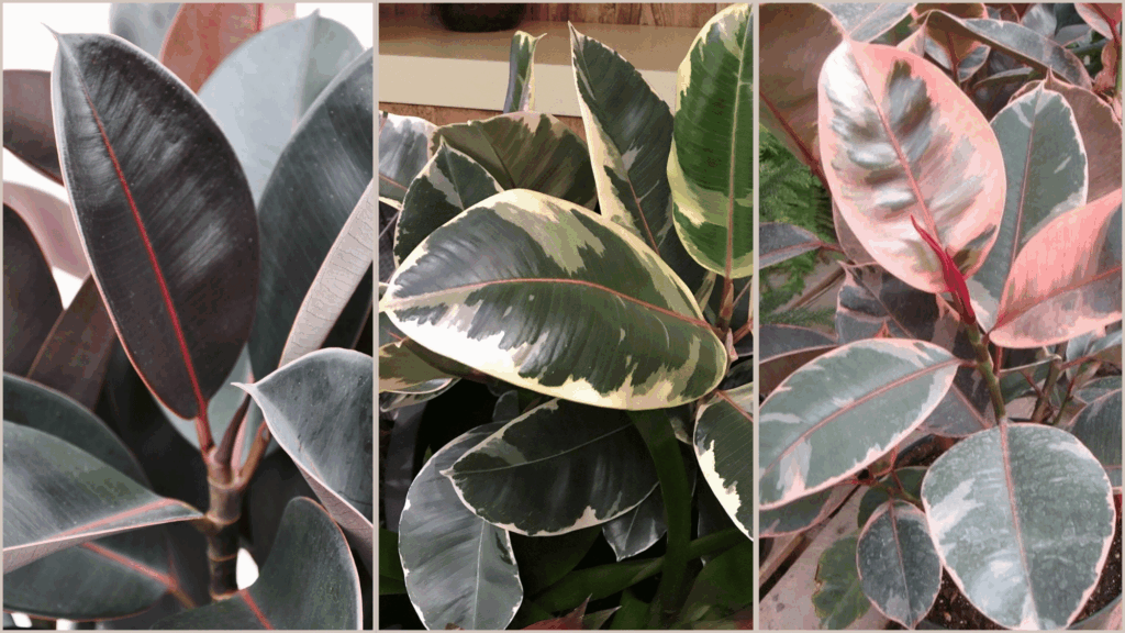 types of rubber plants you can grow at home
