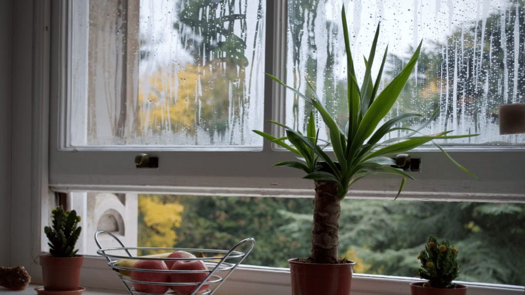 What Are the Main Causes Condensation on Windows? what causes condensation on windows