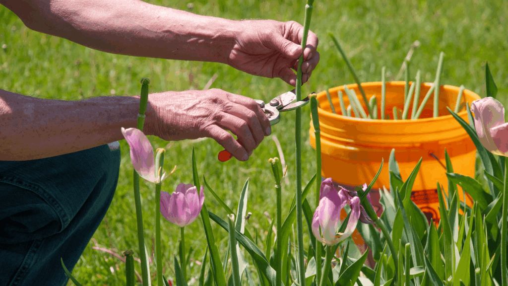 what to do with tulips after they bloom