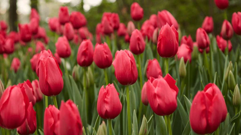 what to do with tulips after they bloom featured image
