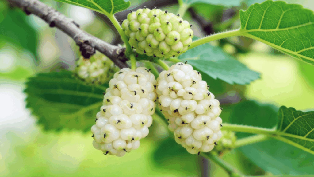 white mulberry morus alba
