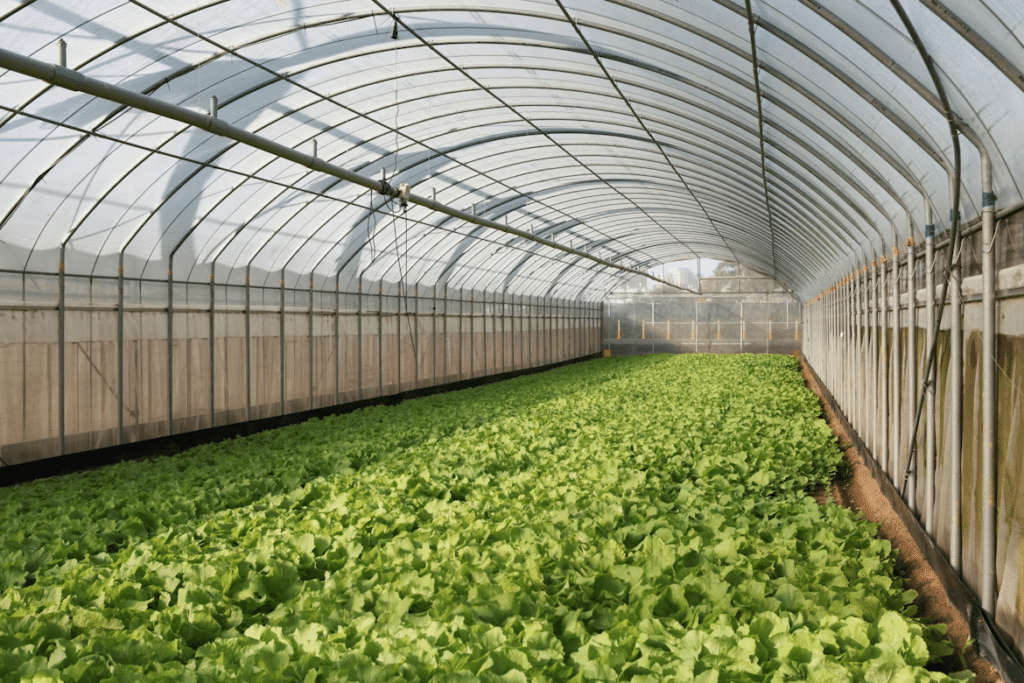 The Benefits of Owning a Greenhouse: Why You Should Consider One