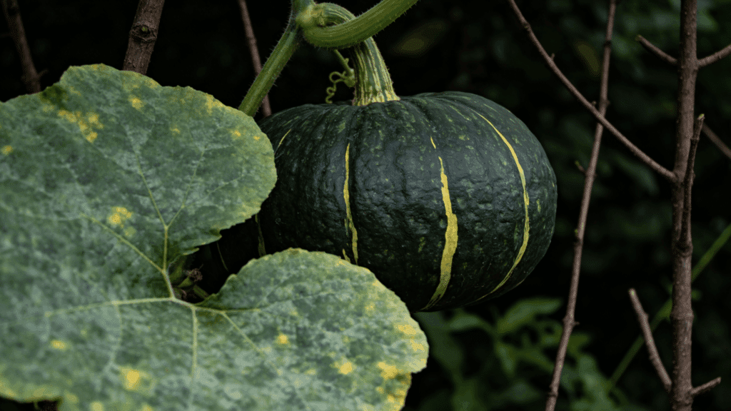 A dark green kabocha squash with vertical yellow stripes hangs from a vine, partially obscured by a large.