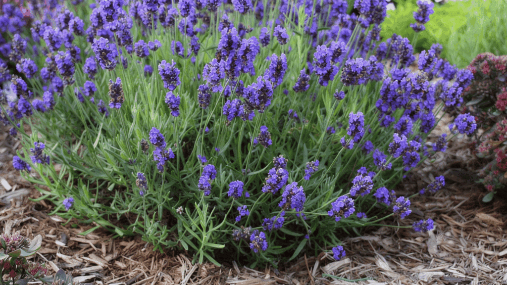 A dense cluster of bright purple lavender flowers with slender green foliage.
