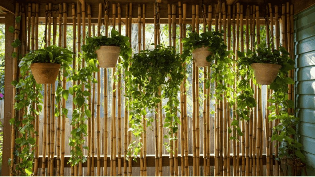 Bamboo screen vertical garden with vines and hanging plants