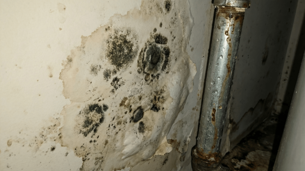 Black and green mold growing on damaged drywall near a leaking pipe