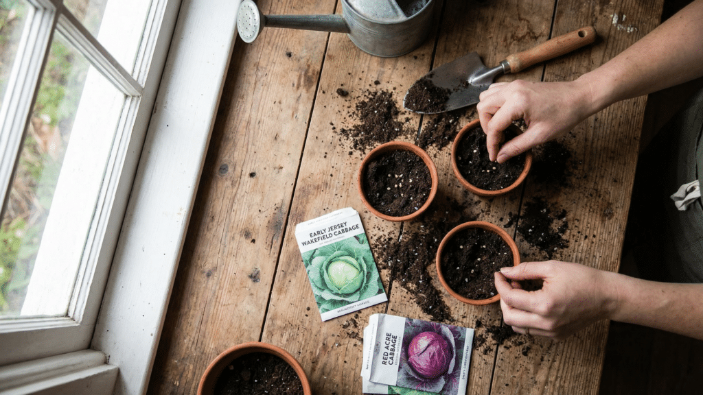 Cabbage seeds being planted in small pots indoors on a wooden table