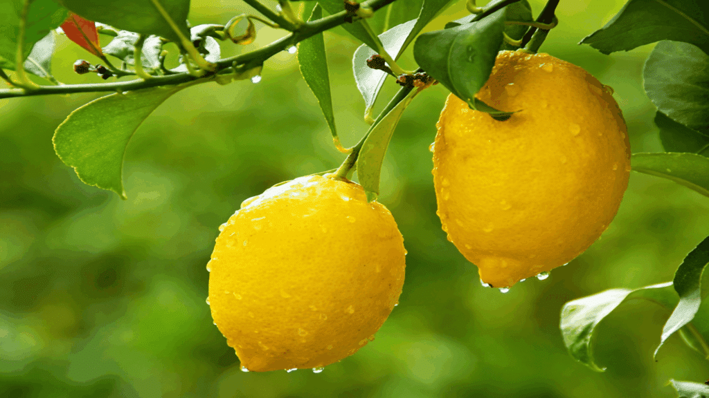 Close-up of a bright yellow, textured villafranca lemon with water droplets hanging from a branch surrounded by green leaves.