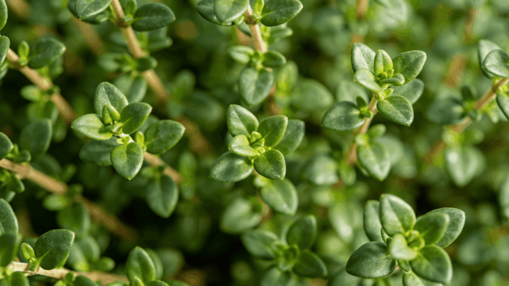 Close-up of small thyme leaves with a fresh green herbal texture.