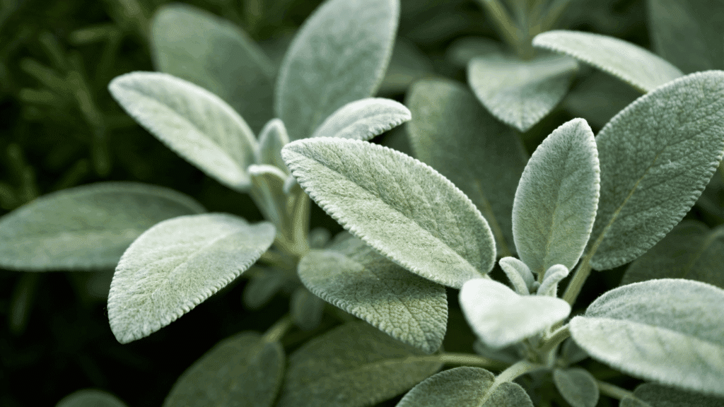 Close-up of soft green sage leaves growing in a garden.