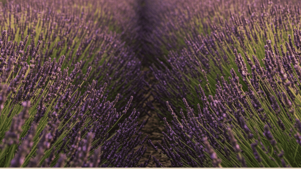 Close-up view down the converging rows of a vibrant purple lavender field with green stalks