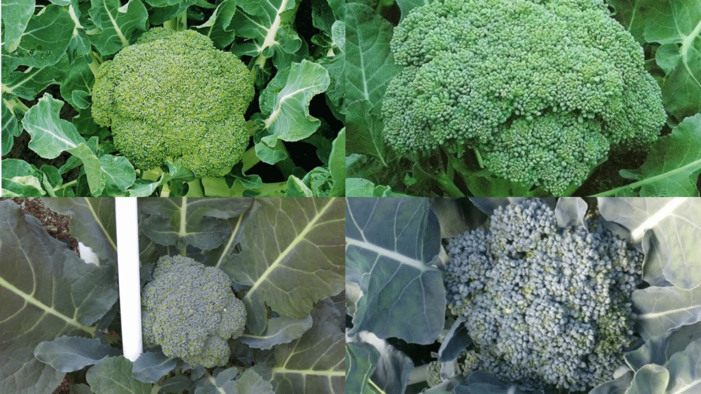 Collage of four close-up images showing different broccoli heads surrounded by large green and bluish-green leaves in a garden setting