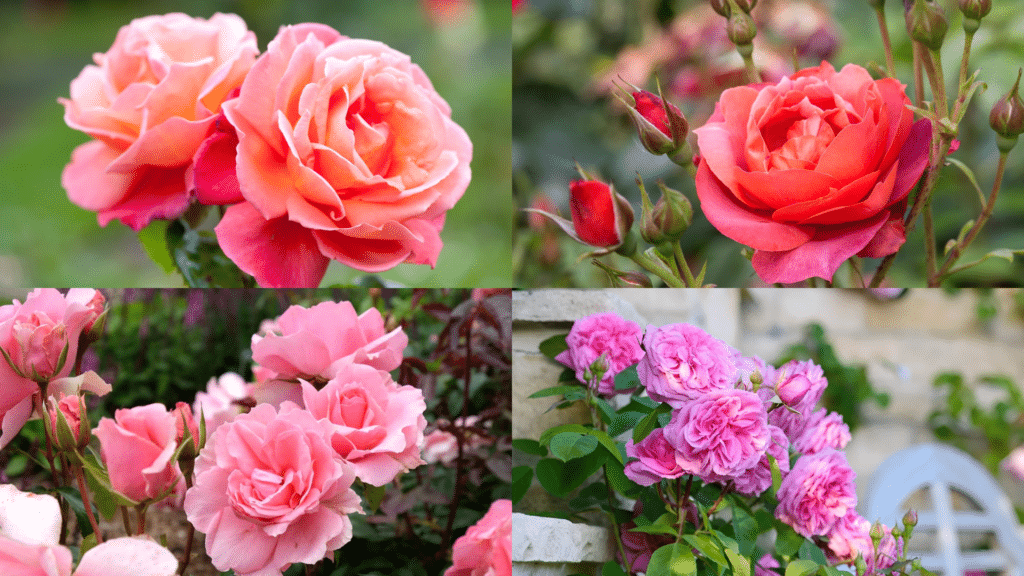 Collage of four images showcasing different varieties of pink and coral roses in bloom against soft green backgrounds.