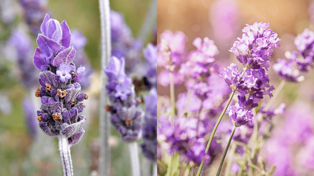 Collage of two images showcasing different blooms and close-ups of vibrant purple lavender flowers.