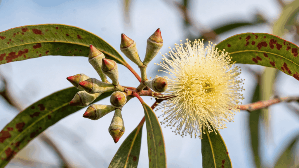 Eucalyptus branch with flower buds and leaves against the sky.