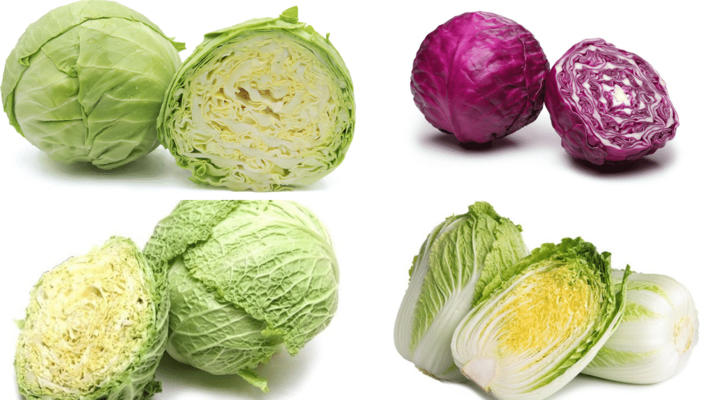 Four types of cabbage, green, red, Savoy, and Napa, are shown whole or cut in half against a white background
