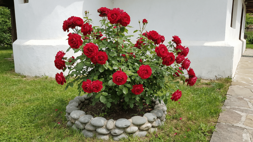 Garden with loose soil, sunlight, and good spacing for planting rose bushes.