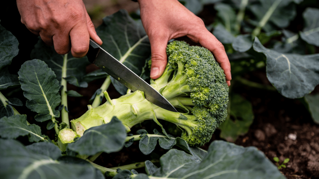 Hands carefully cut a fresh head of broccoli from its stalk in a dark garden setting using a silver knife