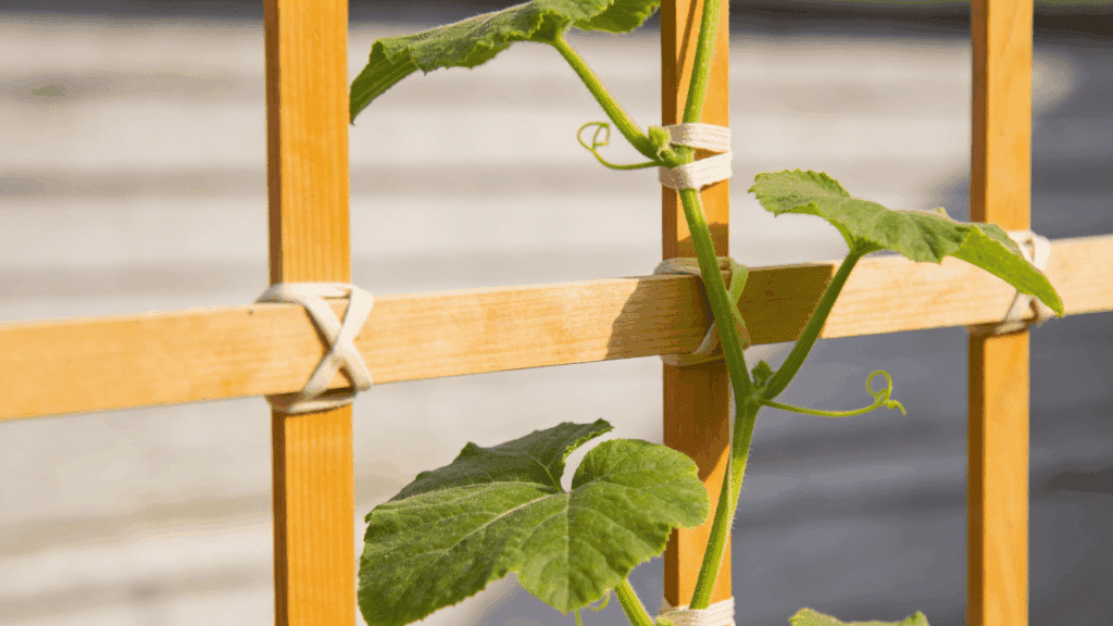 Squash vines tied gently to a trellis for healthy vertical climbing.