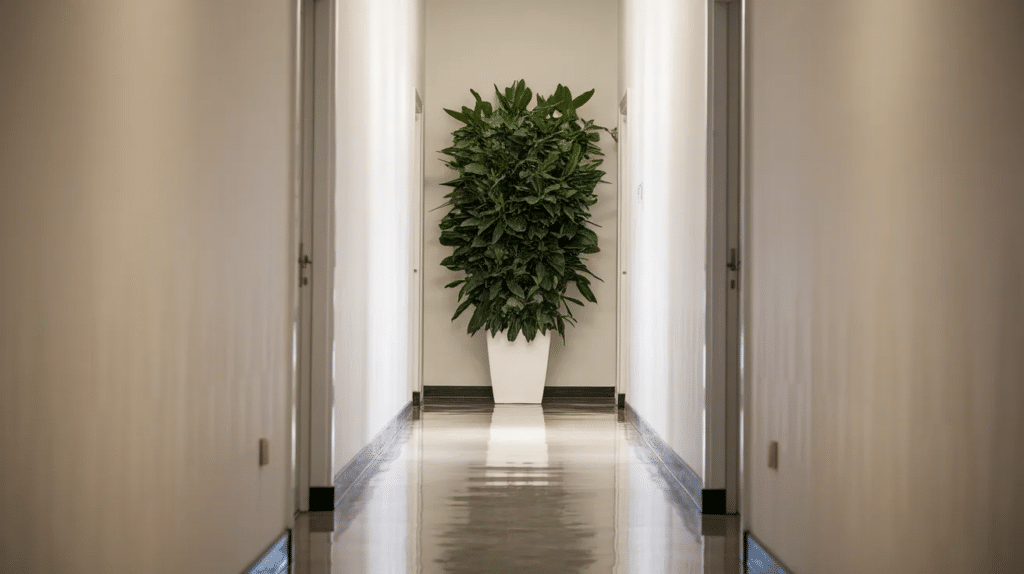 Tall leafy plant placed at end of long hallway