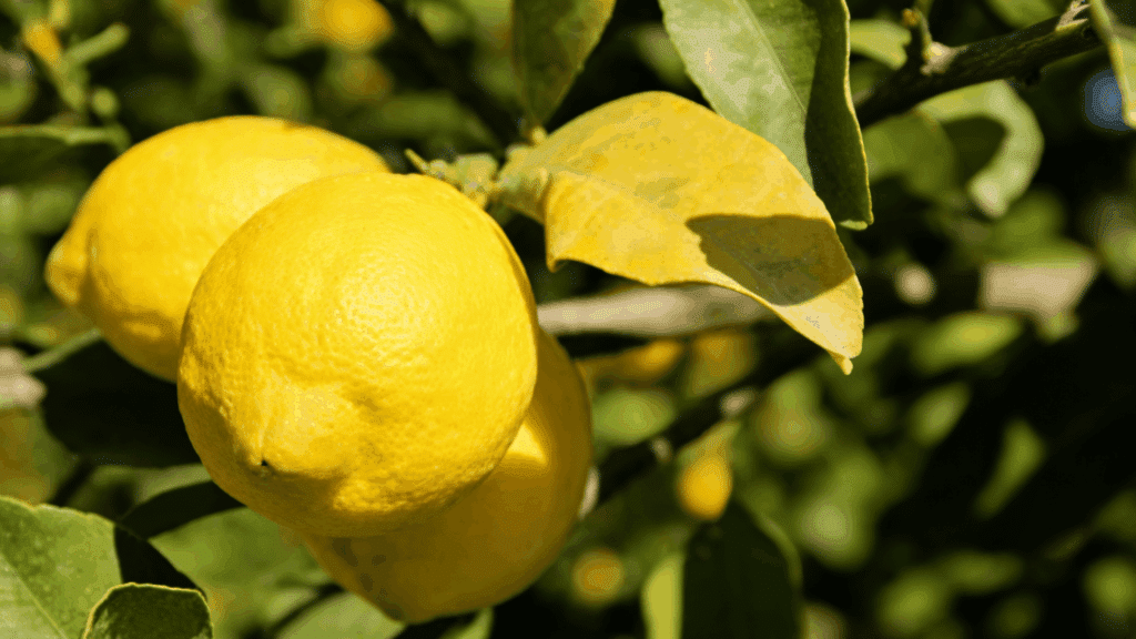 Three bright yellow verna lemons hang on a branch surrounded by green and yellowing leaves under sunlight.