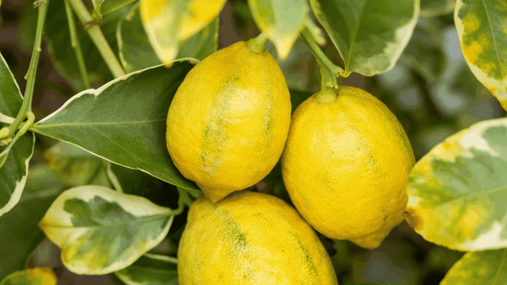 Three yellow variegated lemons hang from branches surrounded by dark green leaves with white edges.