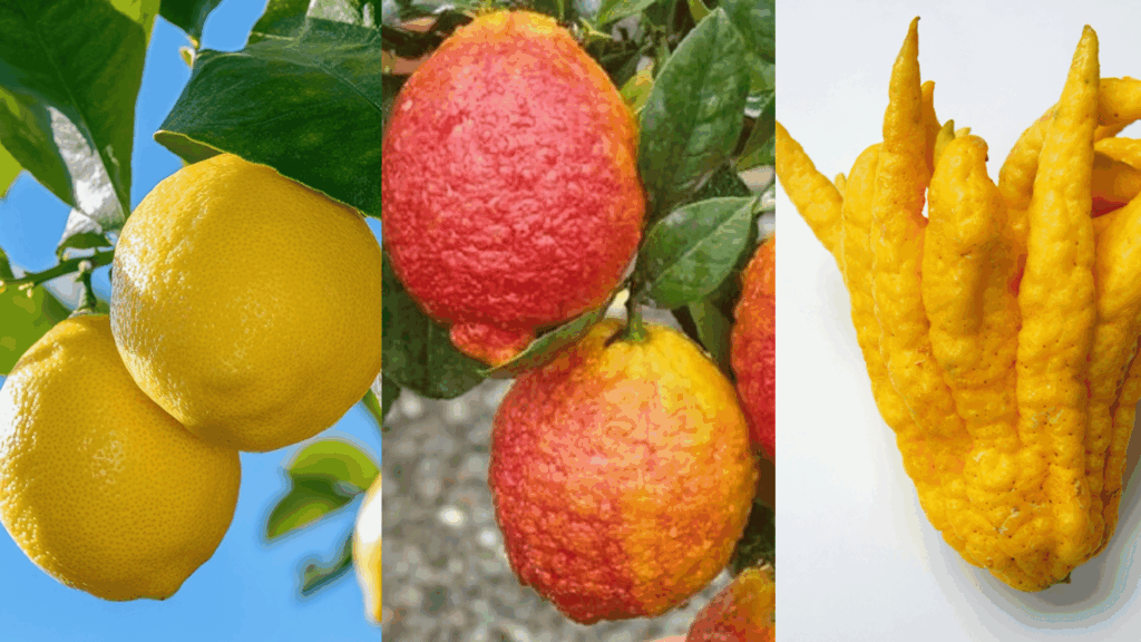 Triptych showcasing three distinct and rare types of lemons in collage of pictures.